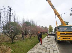  外環(huán)線道路景觀工程二、三標(biāo)段進(jìn)行補(bǔ)植復(fù)綠工作